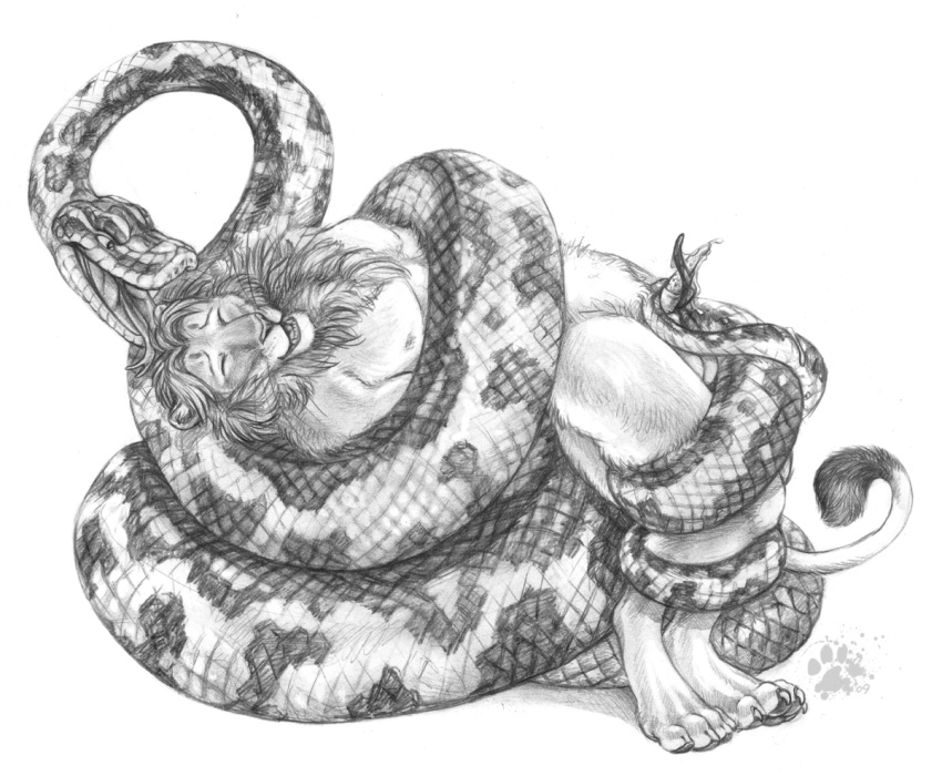 anthro blotch coiling feline fur furry imminent_death lion male mammal monochrome penis python reptile scalie snake vore