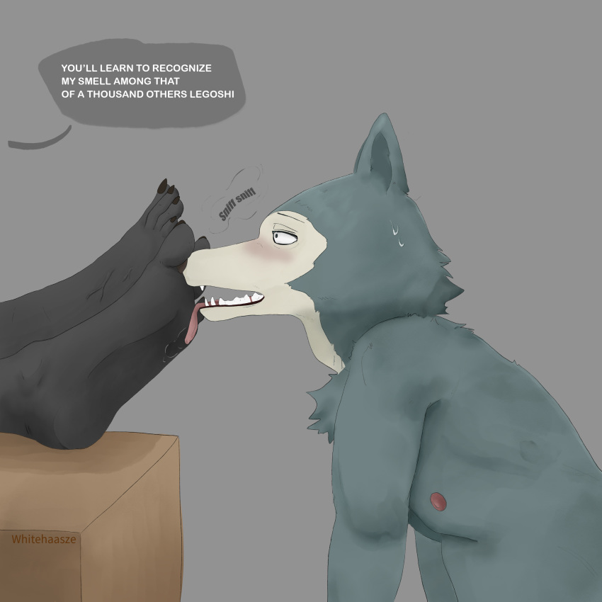 Rule 34 Absurd Res Anthro Bear Beastars Big Feet Bodily Fluids Canid xbooru-2boys-anthro-beastars-bikomation-cum-dog-furry-gif-jack
