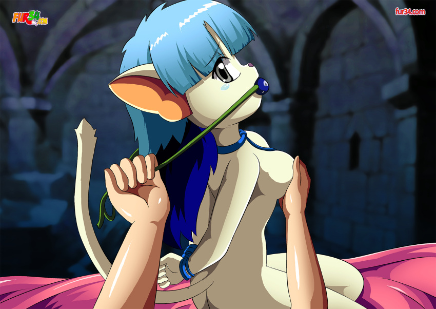 Tail Concerto Hentai