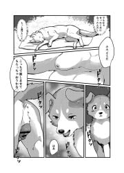  2023 animal_genitalia animal_pussy anus azu_(momou_fox) balls black_and_white canid canine canine_genitalia canine_pussy canis comic digital_media_(artwork) domestic_dog doujinshi duo female feral fluffy fluffy_tail fully_sheathed fur genital_focus genitals hi_res japanese_text lying male male/female mammal markings momou monochrome on_side pussy quadruped raining sheath tail tail_markings text tongue translation_request 